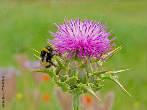 Bubmlebee on a big purple milk thistle flower, selective focus on a green bokeh background - bombus - Silybum marianum 