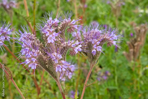 Closeup of purple Tansy flowers - Phacelia tanacetifolia.