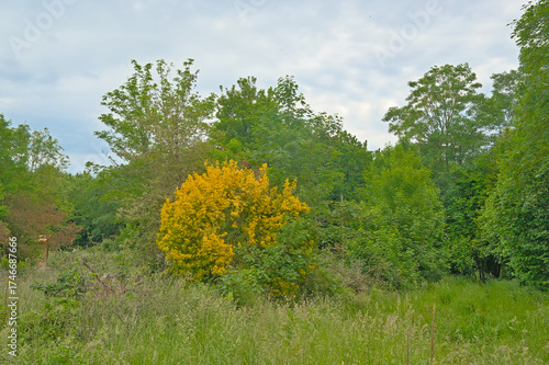 Spring landscape with yellow flowering bush and green trees in Prairies Saint Martin nature reserve, Rennes, France 