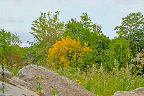 Spring landscape with yellow flowering bush and green trees in Prairies Saint Martin nature reserve, Rennes, France 
