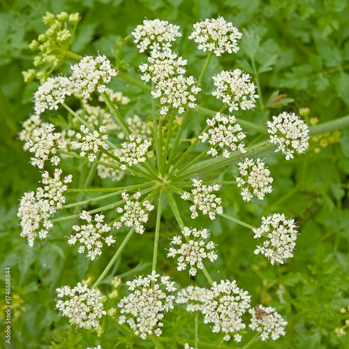 Cowbane flowers, overhead view with green bokeh nbackground - Cicuta virosa 