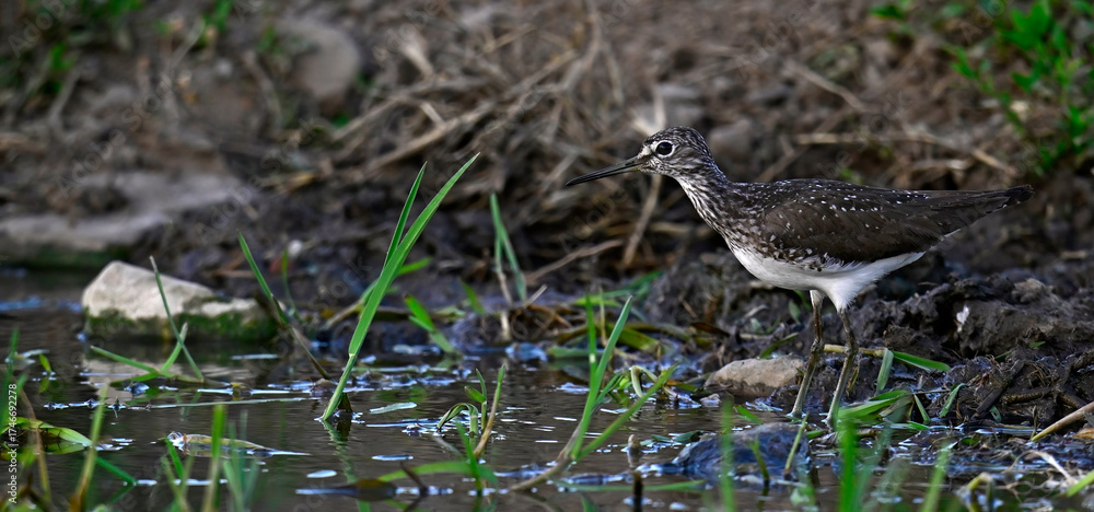 Fototapeta premium Green sandpiper // Waldwasserläufer (Tringa ochropus) - Danube Delta, Romania