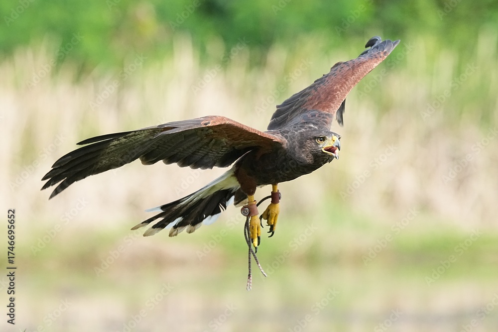 Fototapeta premium A Harris's Falcon is being trained in flight in Bangkok, Thailand. Photo taken on September 25, 2025.