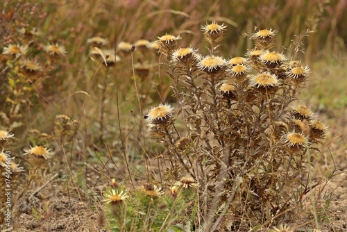 Gold-Distel (Carlina vulgaris)
 in der Lüneburger Heide