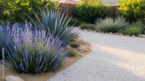 Blooming lavender adds vibrant color to a xeriscape backyard designed for low water usage and eco-friendly gardening