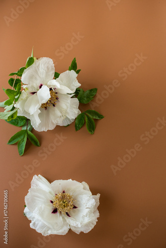 White peony close up on brown background from above