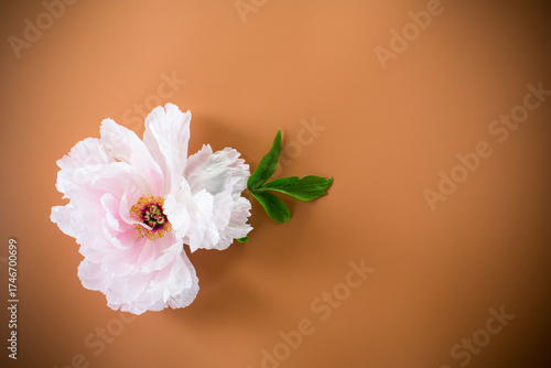Pink peony with lush petals on brown background from above