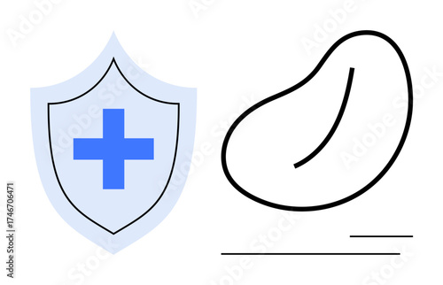 Shield with a blue cross beside a minimalist kidney outline. Ideal for health care, organ donation, medical insurance, nephrology, safety, hospital services, simple flat metaphor