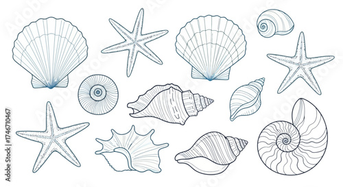 Collection of Seashells and Starfish Line Art in Blue Outline, white background