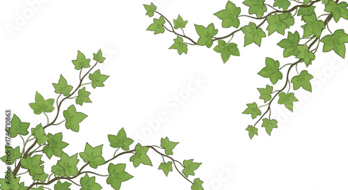 Elegant vector illustration of ivy branches with fresh green leaves on white background, white background