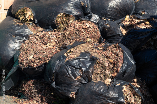 Torn plastic garbage bags containing dry leaves
