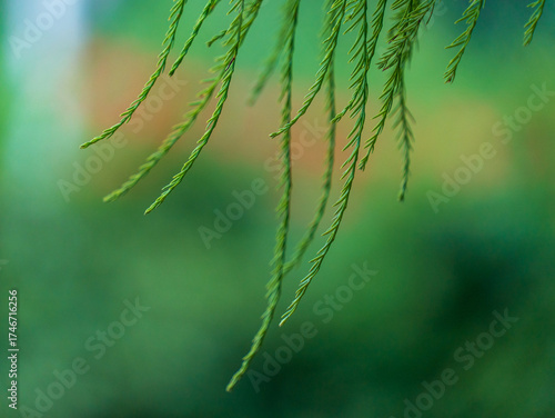 morning dew on a green leaf