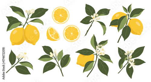 A collection of illustrations depicting lemons on branches with leaves and flowers.