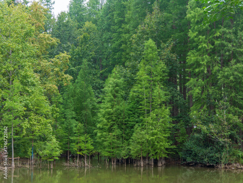 lake in the forest