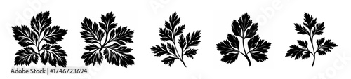 Detailed botanical study of five distinct herb leaves showcasing intricate vein patterns and lobed structures