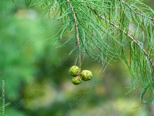 Billede på lærred Green cypress cones hanging on delicate feathery branches in a summer garden