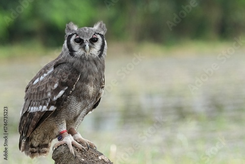 A Great Horned Owl (Varro) was brought here for flight training in Bangkok, Thailand. Photo taken on September 25, 2025.