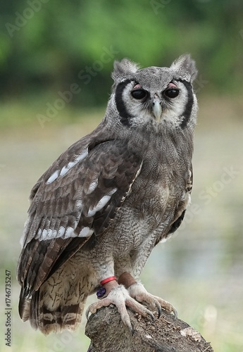 A Great Horned Owl (Varro) was brought here for flight training in Bangkok, Thailand. Photo taken on September 25, 2025.