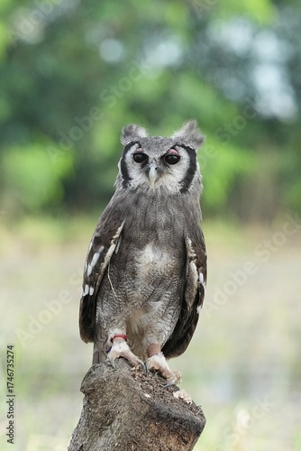 A Great Horned Owl (Varro) was brought here for flight training in Bangkok, Thailand. Photo taken on September 25, 2025.