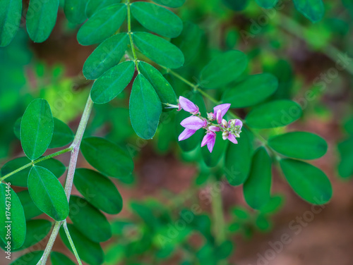 pink and white flowers