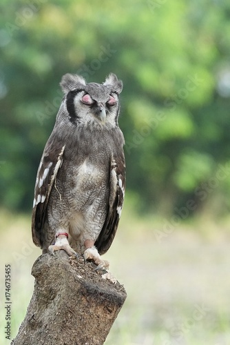 A Great Horned Owl (Varro) was brought here for flight training in Bangkok, Thailand. Photo taken on September 25, 2025.