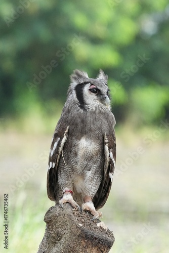 A Great Horned Owl (Varro) was brought here for flight training in Bangkok, Thailand. Photo taken on September 25, 2025.