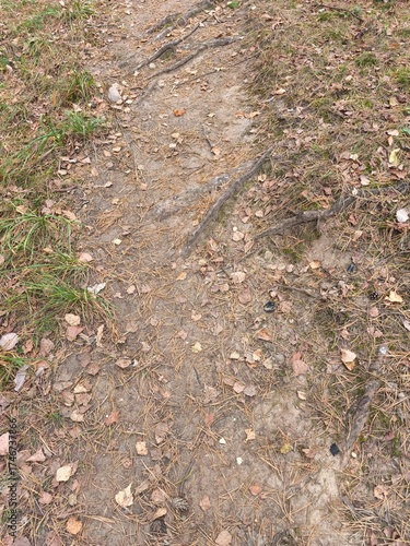 Footpath in the forest with fallen leaves and grass on the ground