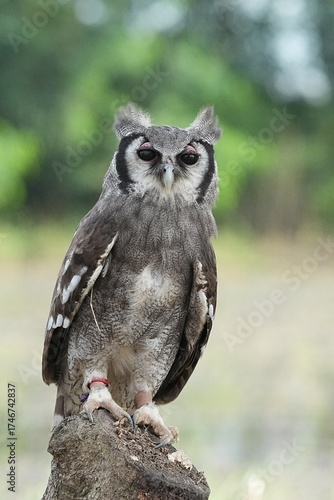 A Great Horned Owl (Varro) was brought here for flight training in Bangkok, Thailand. Photo taken on September 25, 2025.