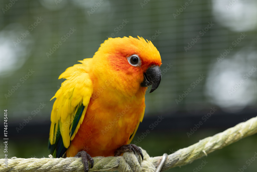 Obraz premium Colorful parrot perched on rope with bright yellow and orange feathers, black beak, and sharp claws, showing vibrant plumage and curious expression in natural light