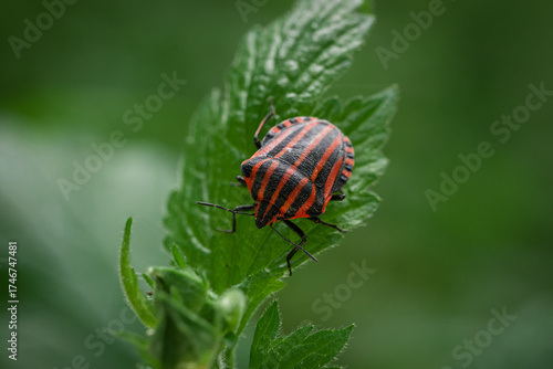 Graphosoma italicum, Italian Striped-Bug on the leaf