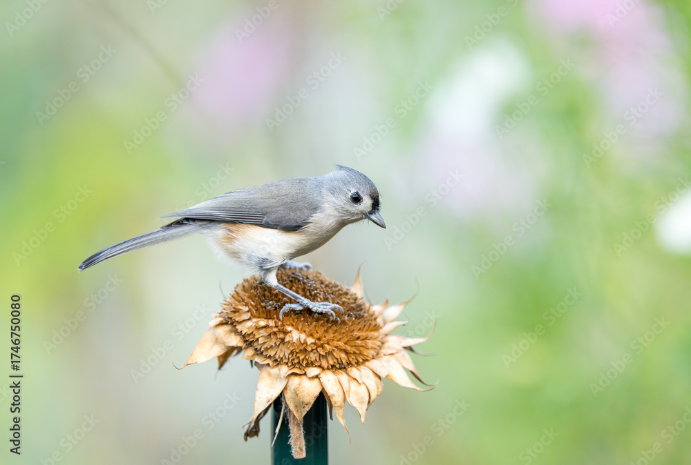 Naklejka premium Tufted titmouse perched on a dried sunflower with colorful pastel bokeh on the background. 