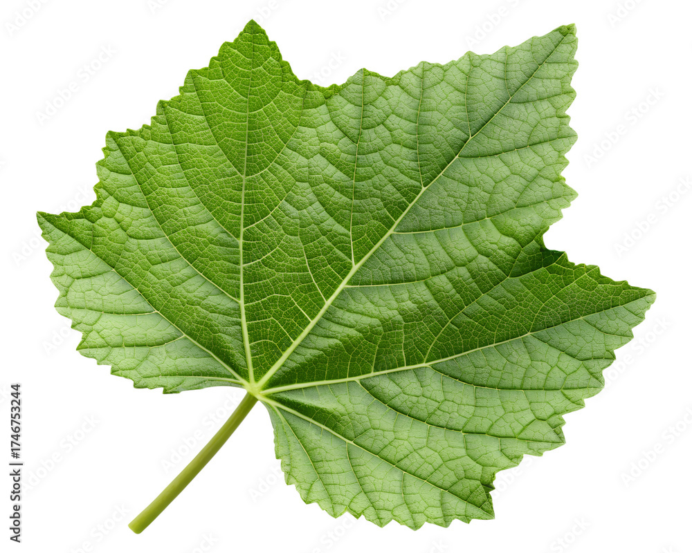 Fototapeta premium green leaf isolated on transparent cutout background