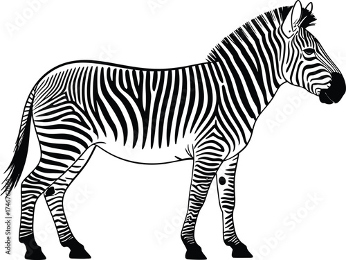 Zebra standing profile black and white animal wildlife