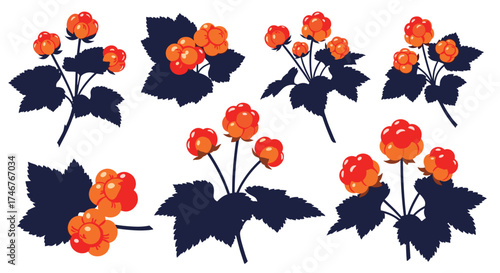 A collection of illustrative drawings of ripe cloudberries on their branches with dark leaves.