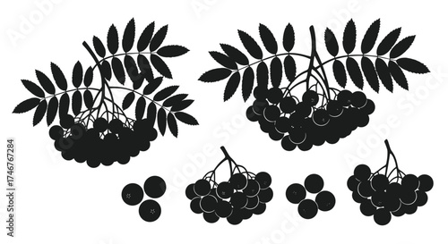 Illustration of rowan berries and leaves in various clusters and individual berries.