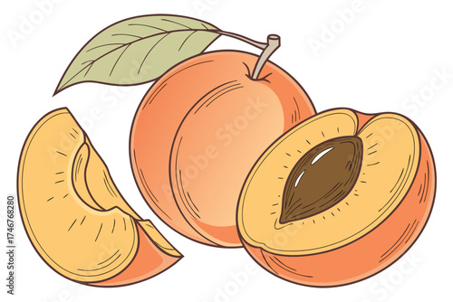 vector illustration of a apricot fruit