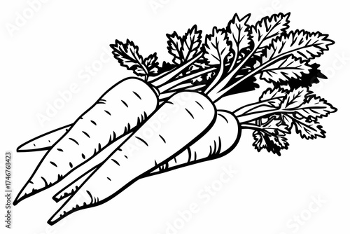 hand drawn vector illustration of carrots