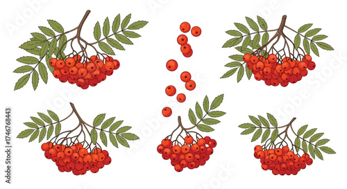 Collection of vibrant red rowan berries with green leaves on white background