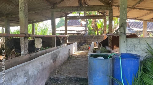 Wallpaper Mural 4k video footage of Adult Cows and cattles in the barn are grazing. Concept for World Animal Day Torontodigital.ca