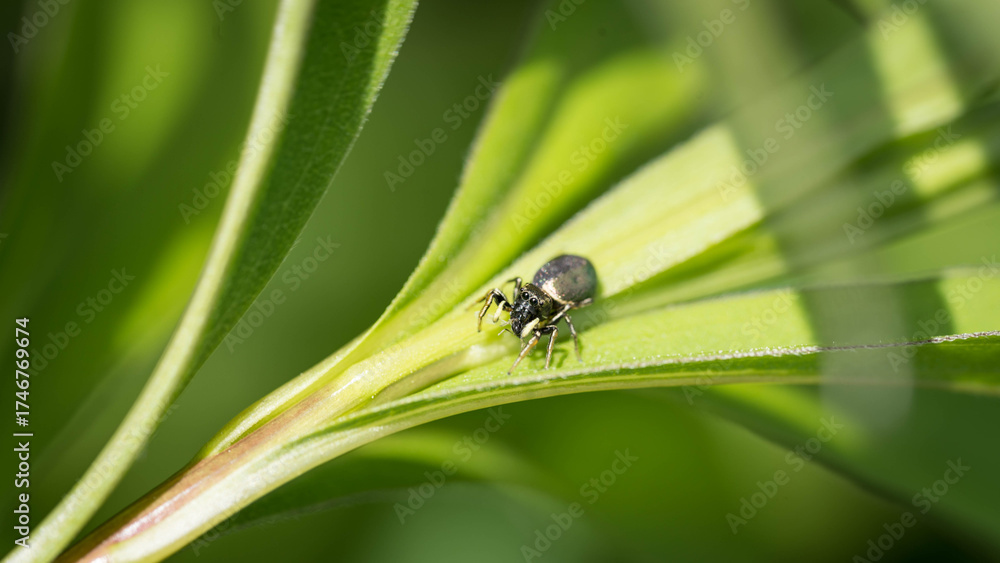 Fototapeta premium Jumping Spider Sitting on a Green Plant Leaf