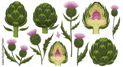 A collection of illustrations featuring ripe artichokes and their flowering thistles.