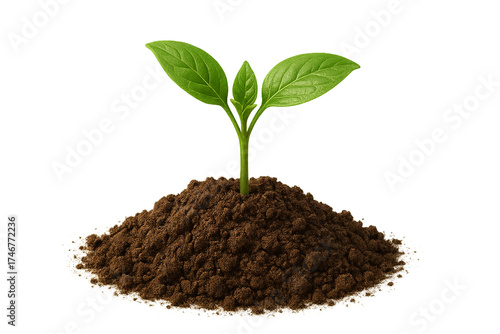 Wallpaper Mural Fresh green plant sprout growing from soil isolated on clear background, eco growth and sustainability concept, new life and nature symbol Torontodigital.ca