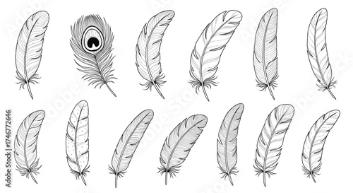 A collection of assorted delicate bird feathers drawn in detailed black and white.