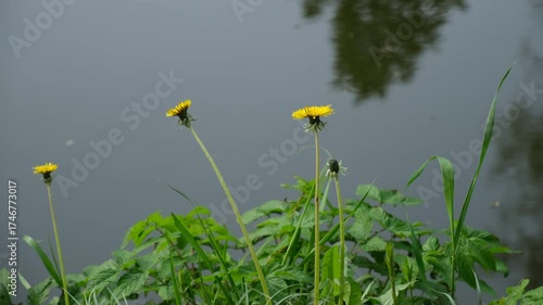 Dandelions river close-up. Bright spring flowers among the green grass. Yellow dandelions bloomed in the meadow. Bright natural background with water. Spring blooming garden, meadow. Atmospheric video