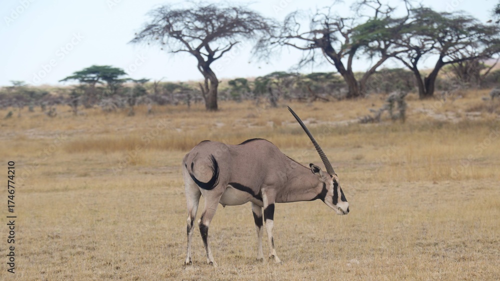 Fototapeta premium Oryx in the savanna