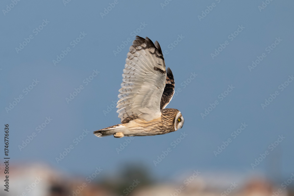 Obraz premium Hibou des marais, Hibou brachyote, Asio flammeus, Short eared Owl, region Pays de Loire; marais Breton; 85, Vendée, France