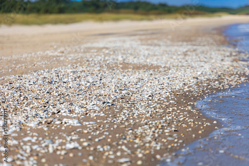 Fototapeta Naklejka Na Ścianę i Meble -  A vibrant stretch of Baltic Sea beach adorned with countless small, colorful seashells, creating a natural mosaic where sand meets the gentle waves