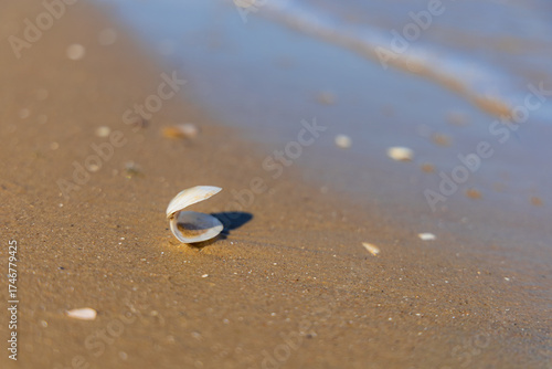 Fototapeta Naklejka Na Ścianę i Meble -  A vibrant stretch of Baltic Sea beach adorned with countless small, colorful seashells, creating a natural mosaic where sand meets the gentle waves