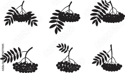 Silhouette rowan berry branch collection, black forest fruit design, natural leaf and berry illustration, autumn botanical vector set, isolated nature elements on white