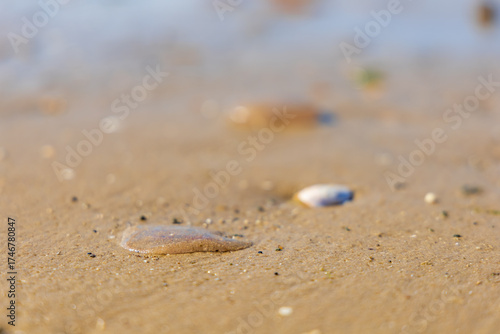 Numerous dead jellyfish washed ashore on the wet sand of a Baltic Sea beach, creating a unique natural pattern after high tide
